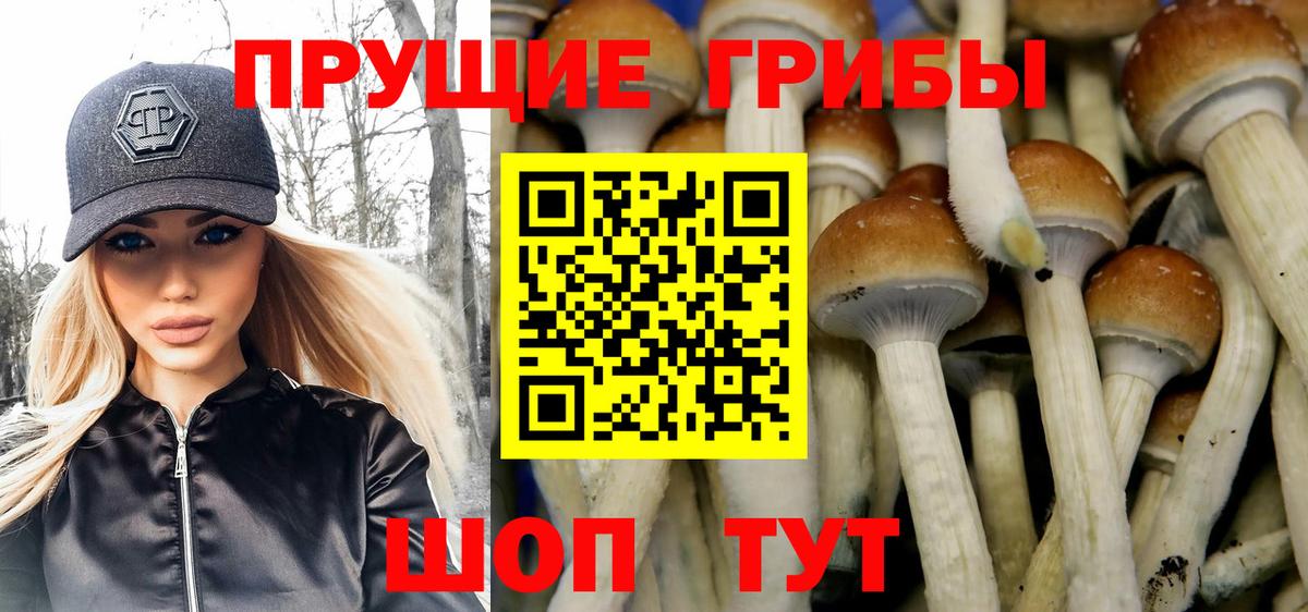 Псилоцибиновые грибы Cubensis Тайшет